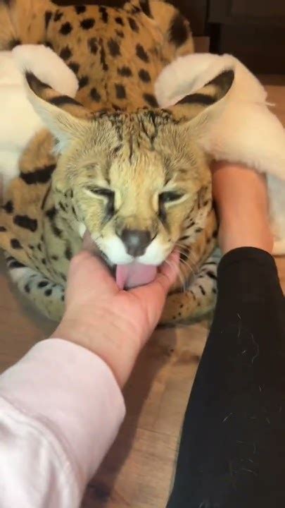 chloe the serval|chloe the serval dinner.